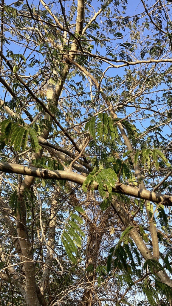 Hojas de árbol de Chukum